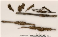 藏品(凸緣孔梅衣)的圖片